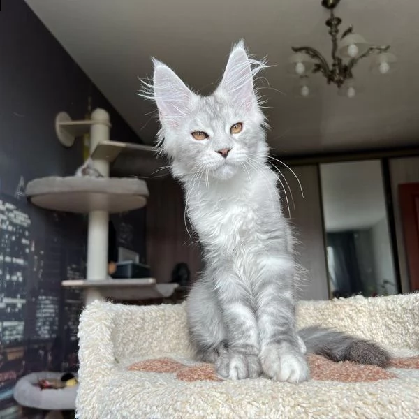 bellissimi gattini maine coon allevati in casa | Foto 0