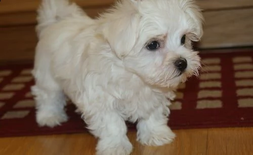 cuccioli di cane maltese | Foto 0