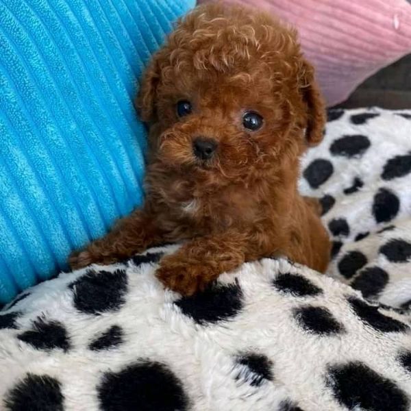 Regalo Barboncino da Privato a Avellino cuccioli barboncini toy piccoli