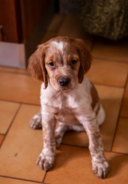 cuccioli di epagneul breton 