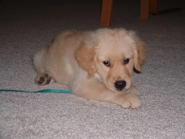 cuccioli golden retriever  | Foto 0
