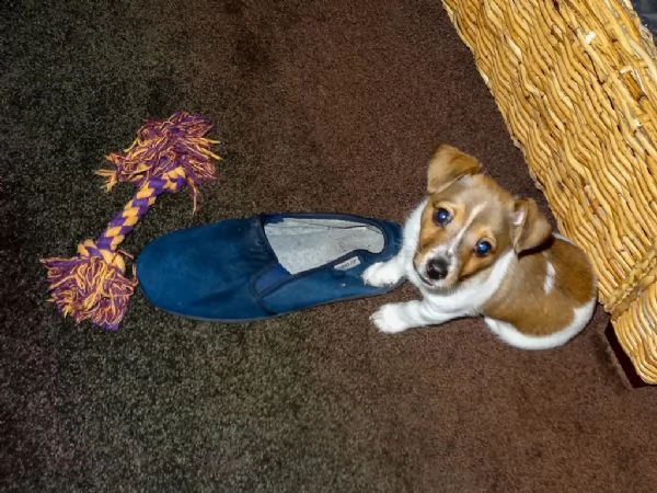 cuccioli di jack russell terrier 