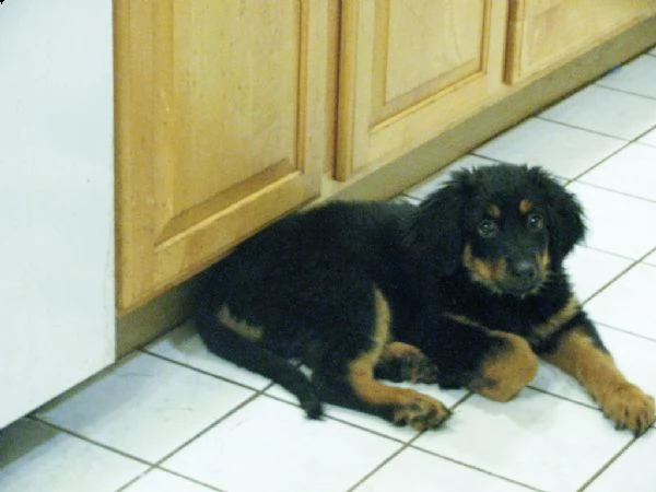 cuccioli di hovawart 