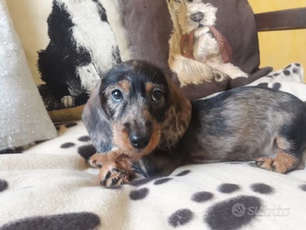 Maglietta Divertente Per Amanti Dei Cani Basenji - 'Cane Testardo' Design Umoristico