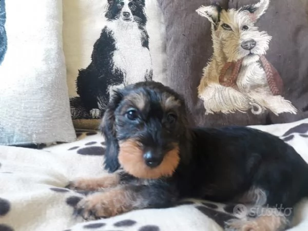 cuccioli di bassotto pelo duro  standard  | Foto 4