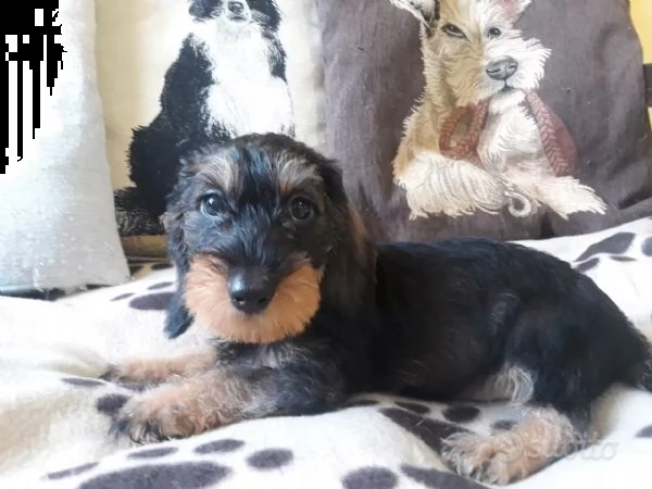 cuccioli di bassotto pelo duro  standard  | Foto 3