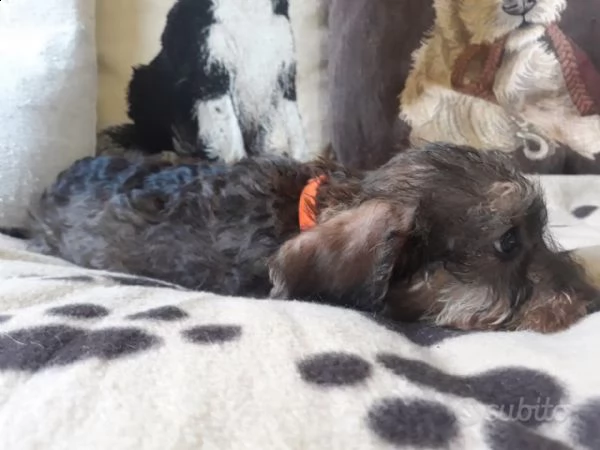 cuccioli di bassotto pelo duro  standard  | Foto 1