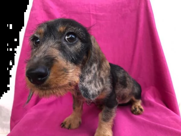 cuccioli di bassotto pelo duro f/secca-arlecchino-nero focato | Foto 4
