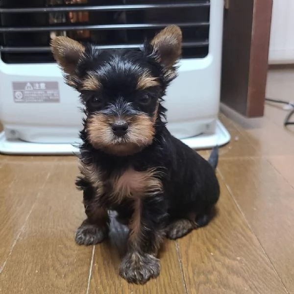 incredibili cuccioli di yorkshire terrier
