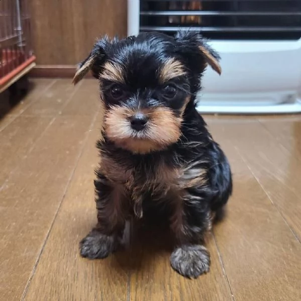 incredibili cuccioli di yorkshire terrier | Foto 3