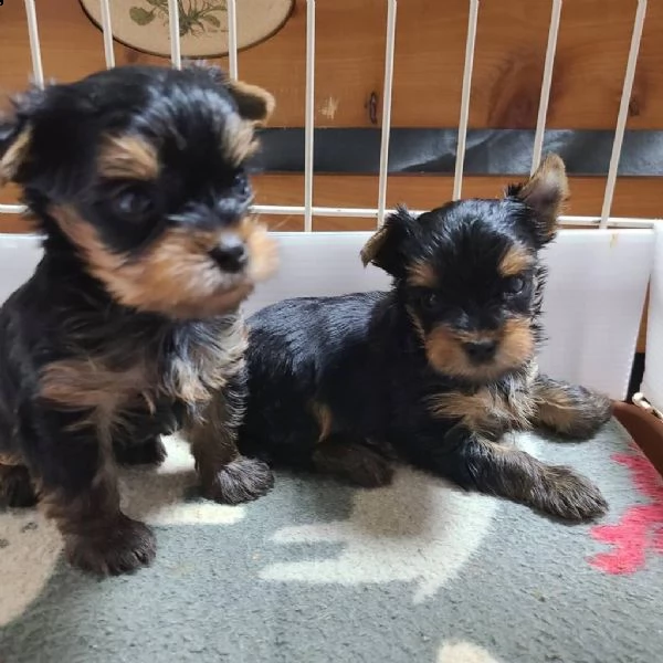 incredibili cuccioli di yorkshire terrier | Foto 2