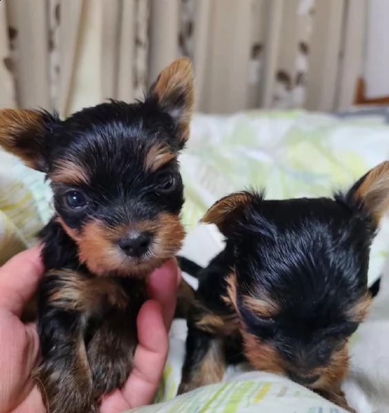incredibili cuccioli di yorkshire terrier | Foto 1
