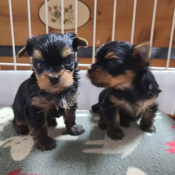 incredibili cuccioli di yorkshire terrier | Foto 0