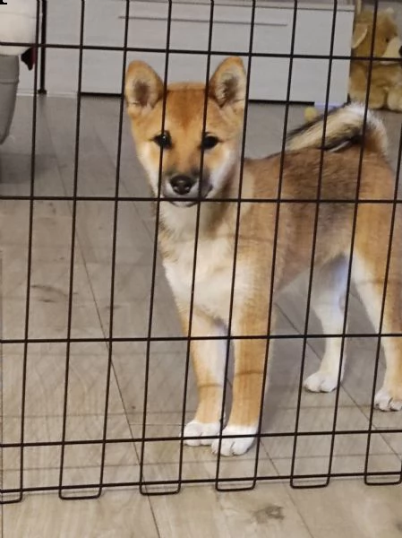 disponibile cuccioli di shiba inu  | Foto 2