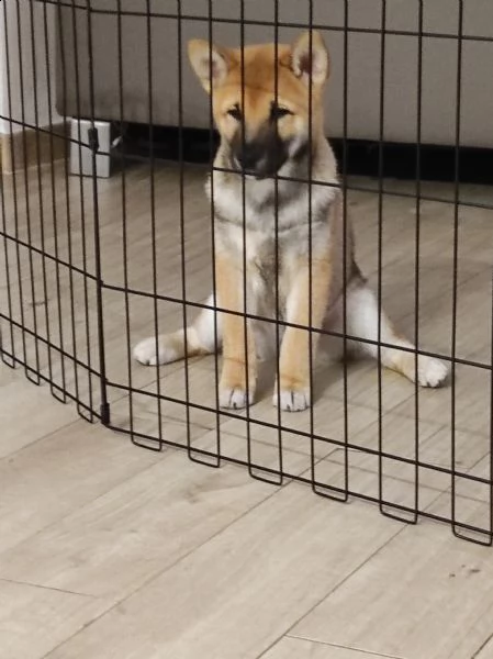 disponibile cuccioli di shiba inu 