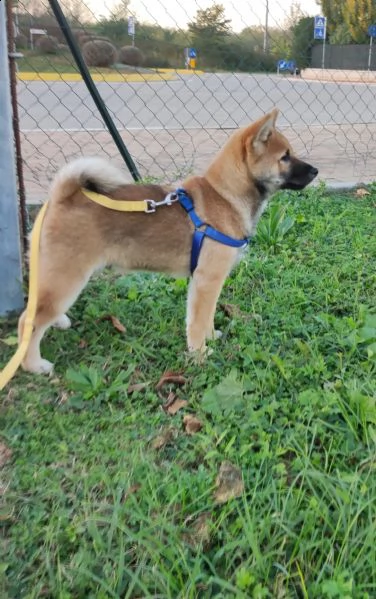 disponibile cuccioli di shiba inu  | Foto 1