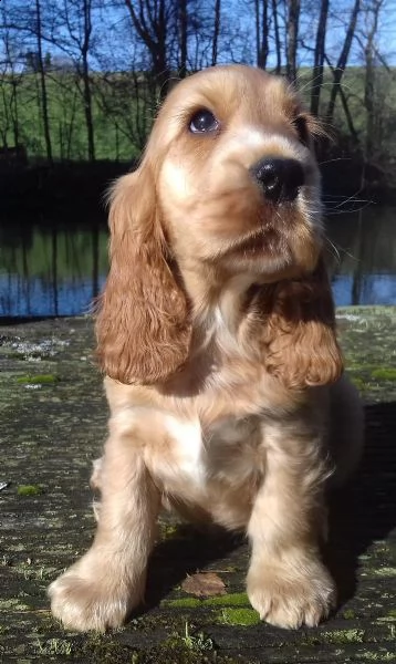 pura razza cucciolo di cocker spaniel | Foto 3