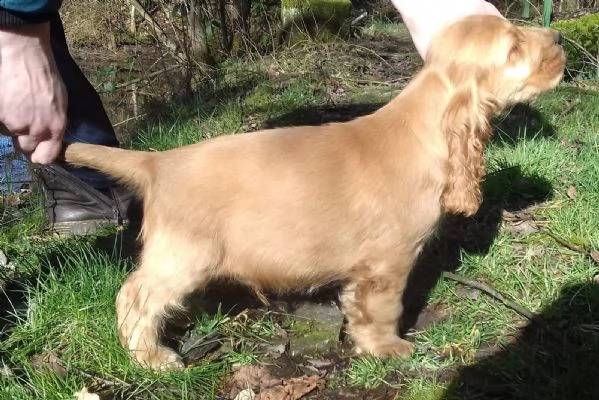 pura razza cucciolo di cocker spaniel | Foto 2