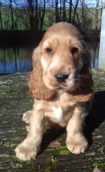 pura razza cucciolo di cocker spaniel | Foto 1