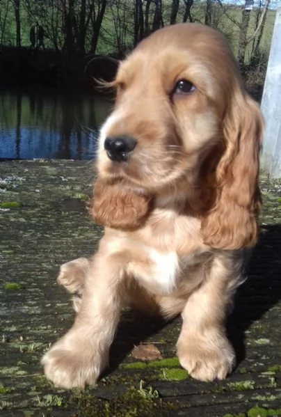 pura razza cucciolo di cocker spaniel | Foto 0