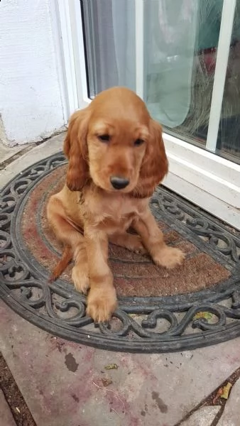 pura razza cucciolo di cocker spaniel