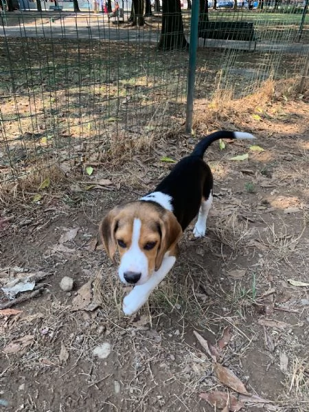 cucciolo beagle | Foto 3