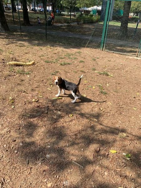 cucciolo beagle | Foto 2