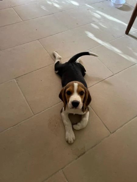 cucciolo beagle | Foto 1
