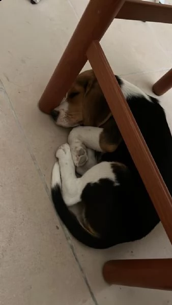 cucciolo beagle | Foto 0