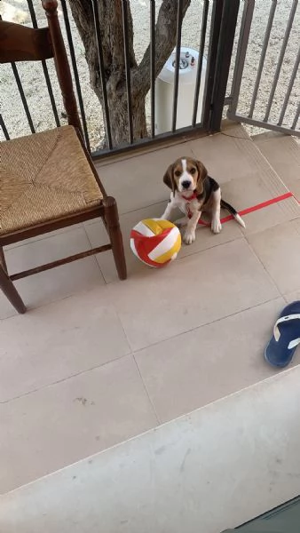 cucciolo beagle