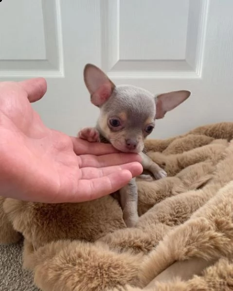 amichevole cucciolo di chihuahua maschio | Foto 2