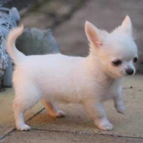 amichevole cucciolo di chihuahua maschio | Foto 1