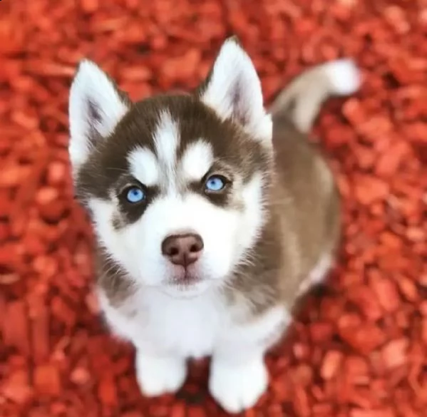 cuccioli di husky completi | Foto 1
