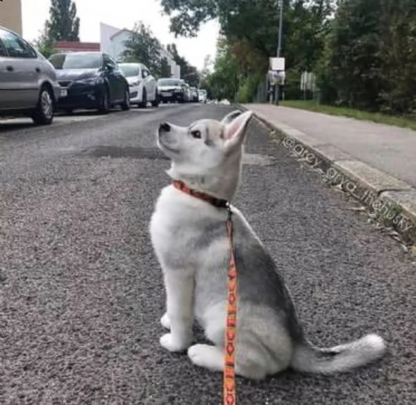 cuccioli di husky completi | Foto 0
