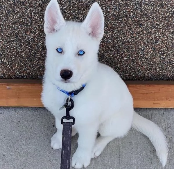 cuccioli di husky completi