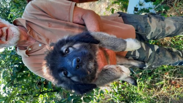 cuccioli pastore el caucaso
