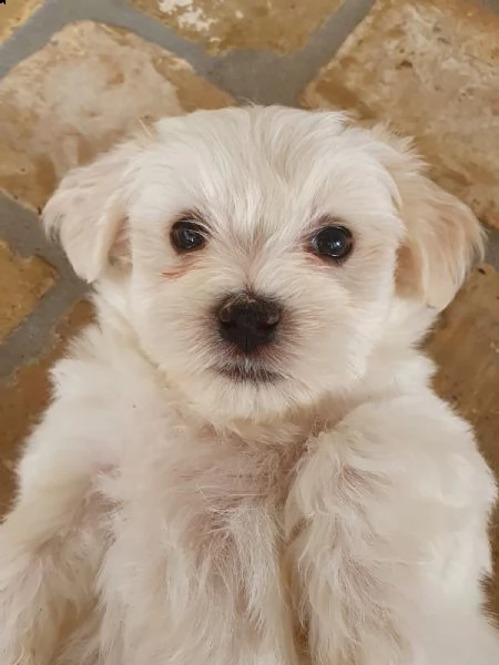 2 cuccioli di maltese  puro con 1 vaccino e sverminazione