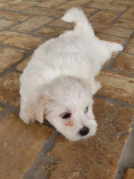 2 cuccioli di maltese  puro con 1 vaccino e sverminazione | Foto 3