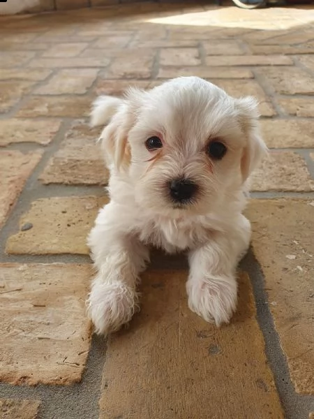 2 cuccioli di maltese puro | Foto 6