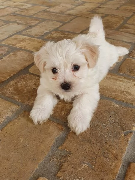 2 cuccioli di maltese puro | Foto 5