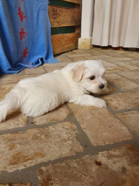 2 cuccioli di maltese puro | Foto 4