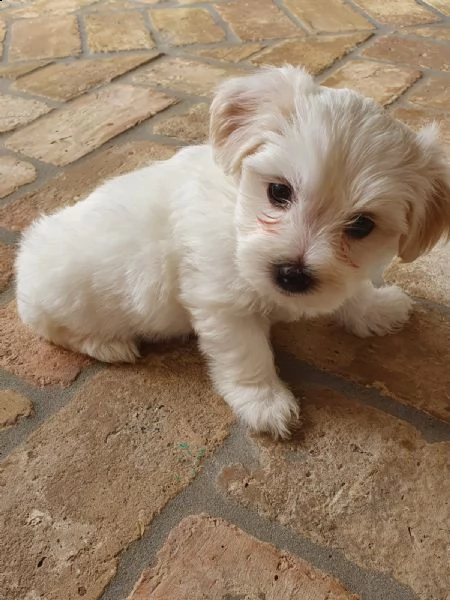 2 cuccioli di maltese puro | Foto 3