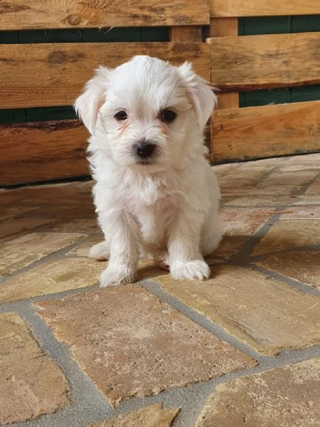 2 cuccioli di maltese puro | Foto 2