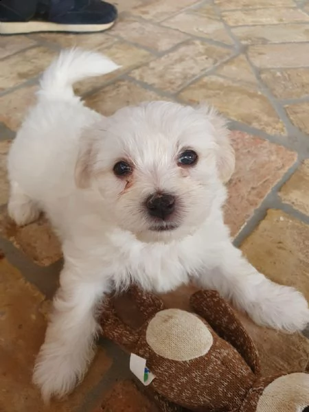 2 cuccioli di maltese puro