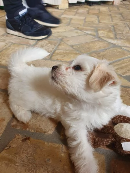 2 cuccioli di maltese puro | Foto 1