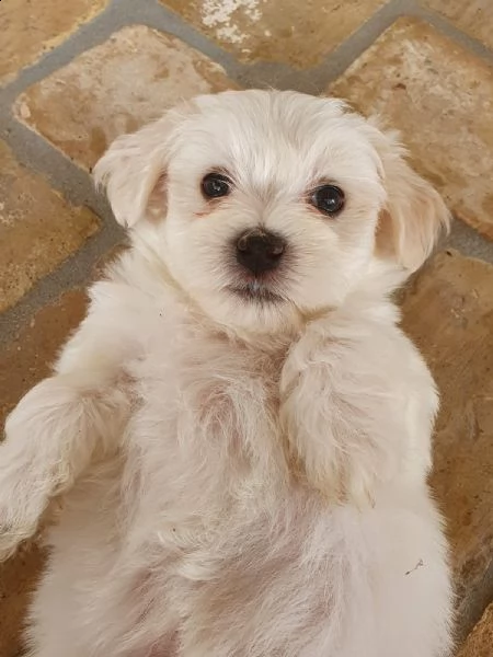 2 cuccioli di maltese puro | Foto 0