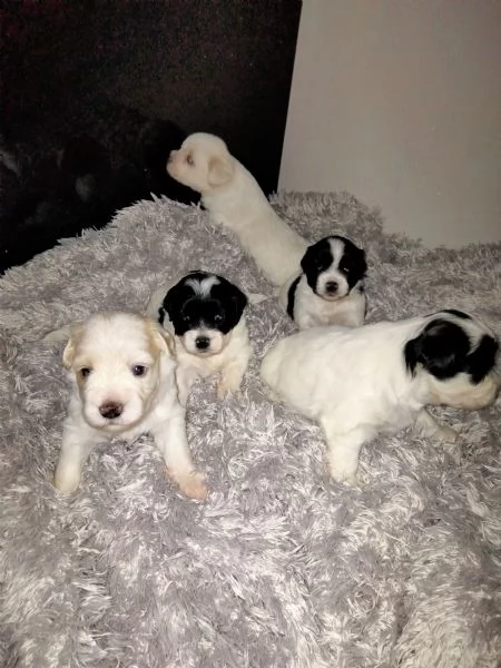 cuccioli havanese  | Foto 2