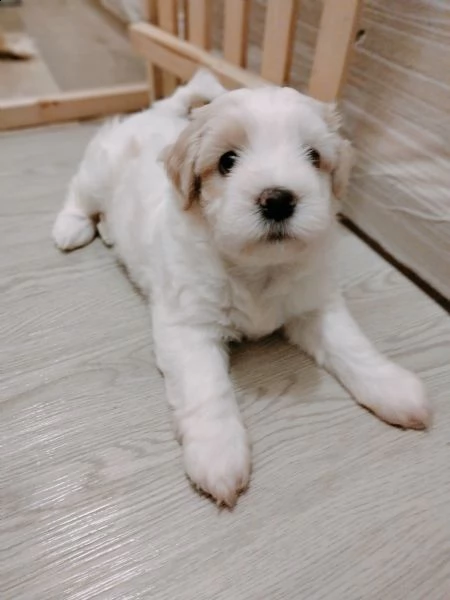 cuccioli havanese  | Foto 1