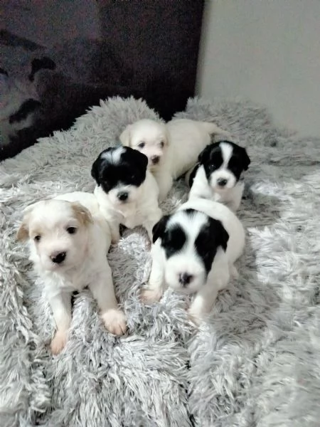 cuccioli havanese  | Foto 0
