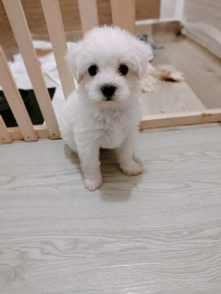 cuccioli havanese 